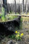 Yellowstone (Národní park)