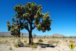 Joshua_Tree_08.jpg