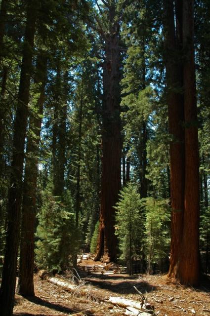 Sequoia_01.jpg