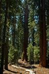 Sequoia (Národní park)