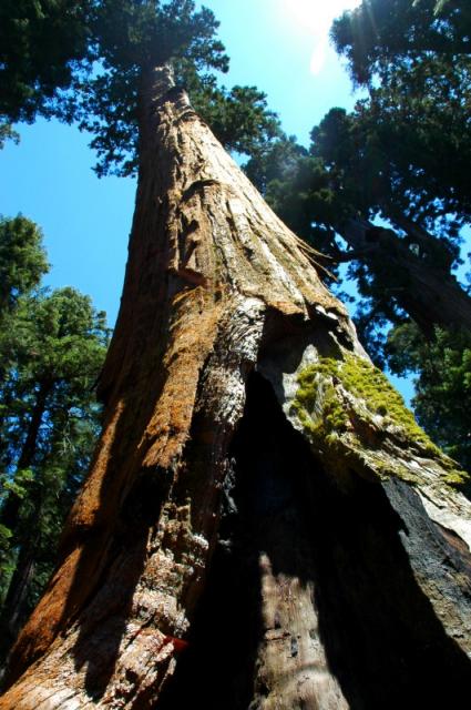 Sequoia_02.jpg