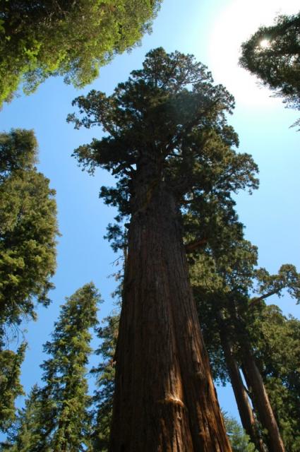 Sequoia_04.jpg