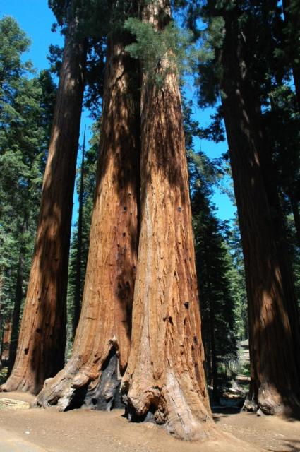 Sequoia_06.jpg