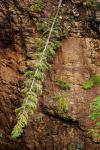 Maligne Canyon