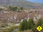 Overland Track